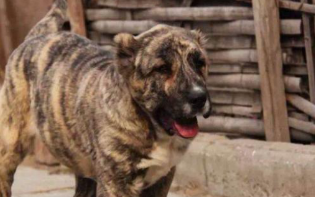 天津虎皮犬细犬的品种大全 天津虎皮犬细犬的品种大全