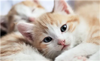 猫沙门氏菌病是什么病？如何诊断、治疗和预防？