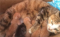 母猫生了孩子后老是爱叫