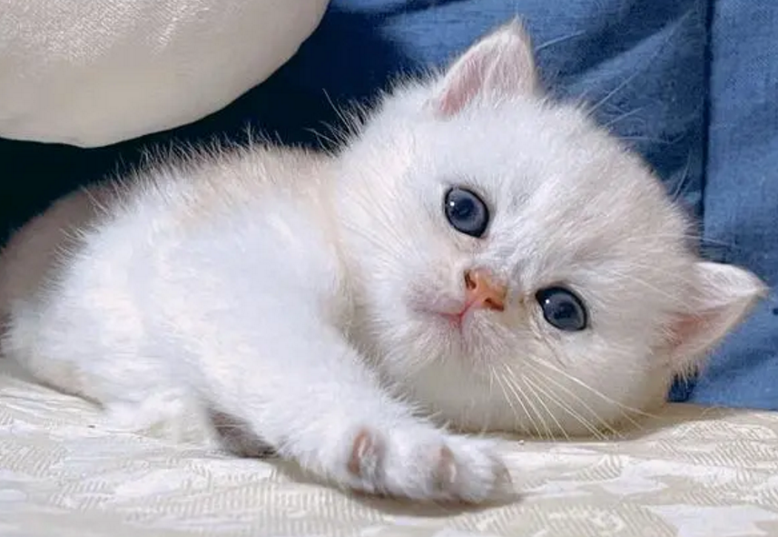 渐层猫多少钱一只