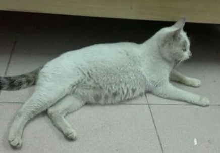 母猫怀孕50多天拉稀