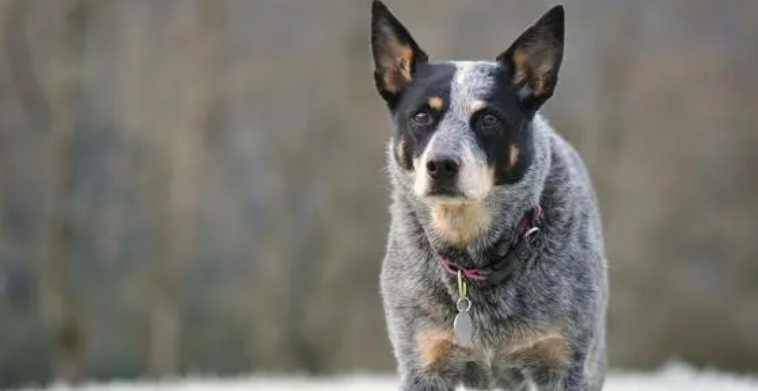 澳洲牧羊犬哪里卖 家养的质量健康能保证