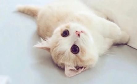 小猫要生产前的征兆 小猫要生产前的征兆