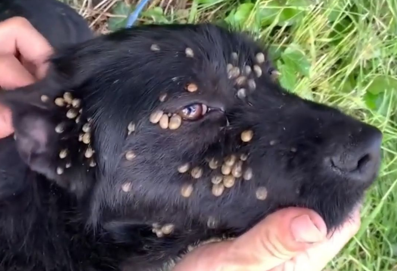 流浪狗身上长满蜱虫