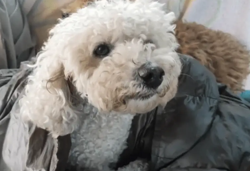 疑似走失的比熊犬,受伤之后主动登门求助,送医后才发现狗狗受伤的腿竟已长蛆 疑似走失的比熊犬,受伤之后主动登门求助,送医后才发现狗狗受伤的腿竟已长蛆