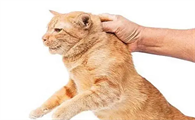 为什么不能抓猫后背的皮