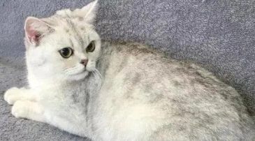 建成猫是什么猫