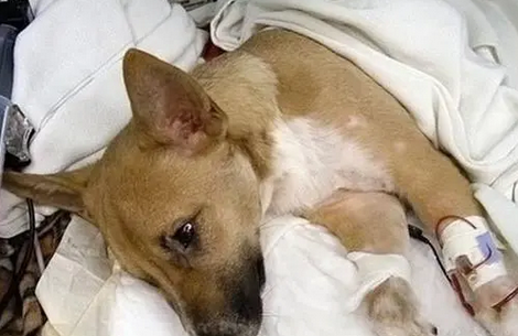 狗犬瘟热症状怎么治疗方法