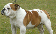 中国比较有名气的英国斗牛犬