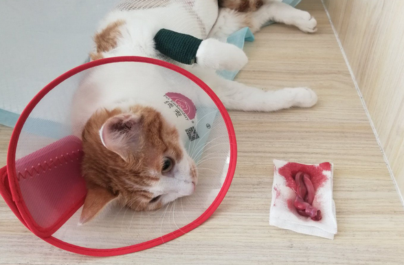 母猫绝育切除的是什么