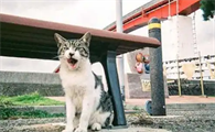 驱猫最有效的方法