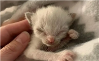 小猫出生没有呼吸软了还能救活吗