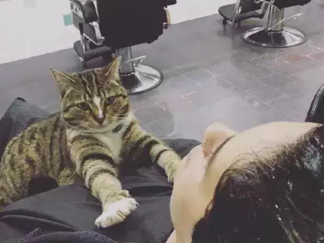 猫咪被理发师收养,“打工”6年成团宠,在店里无可替代 猫咪被理发师收养,“打工”6年成团宠,在店里无可替代