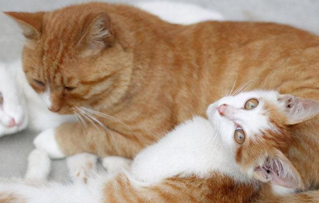 如何分辨公猫母猫 如何分辨公猫母猫