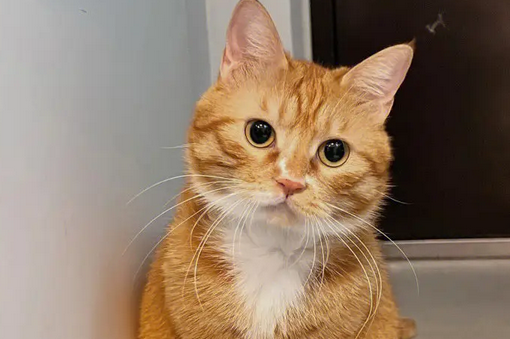 不爱猫的老爹终是抵不过小橘的诱惑……