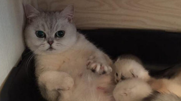 猫右是什么意思 猫右是什么意思
