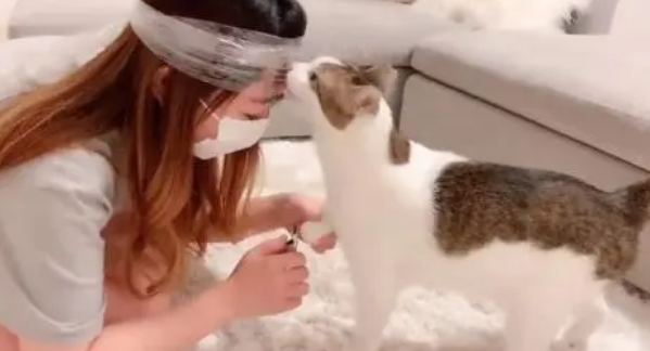 猫咪讨厌剪指甲,主人想出一个奇招,没想到爱猫竟乖乖屈服 猫咪讨厌剪指甲,主人想出一个奇招,没想到爱猫竟乖乖屈服