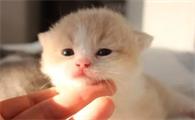 母猫呼叫幼崽的声音