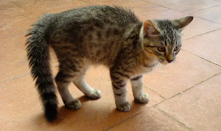 宠物猫咪经常拱背