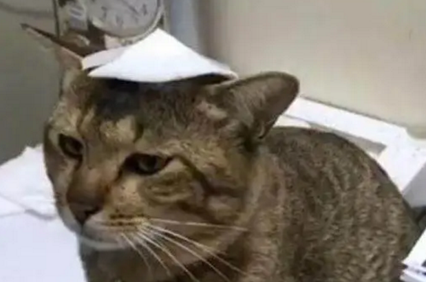 换了玻璃窗户导致猫主子受伤,看这眼神,应该是摊上事儿了 换了玻璃窗户导致猫主子受伤,看这眼神,应该是摊上事儿了