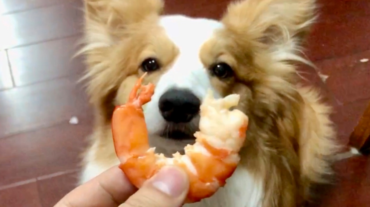 狗可以吃煮熟的虾头吗