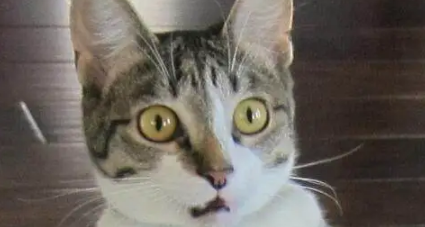 铲屎官刚带宝宝回家照顾,猫咪第一次看到宝宝的反应,让人笑喷 铲屎官刚带宝宝回家照顾,猫咪第一次看到宝宝的反应,让人笑喷