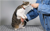 小猫怎么训练才听话