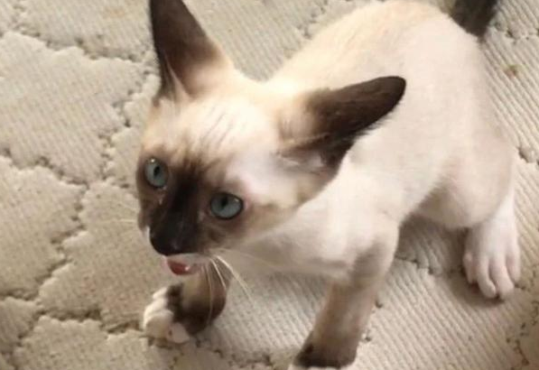 网友家的猫,小时候和长大后的样子,简直判若两猫! 网友家的猫,小时候和长大后的样子,简直判若两猫!