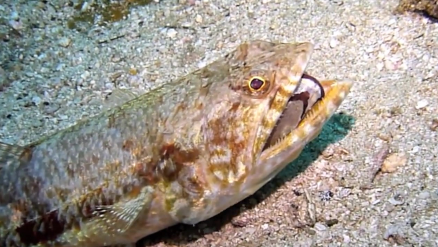 狗母鱼是海鱼还是淡水鱼 狗母鱼是海鱼还是淡水鱼