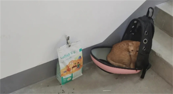 猫在楼道里丢了怎么找 猫在楼道里丢了怎么找