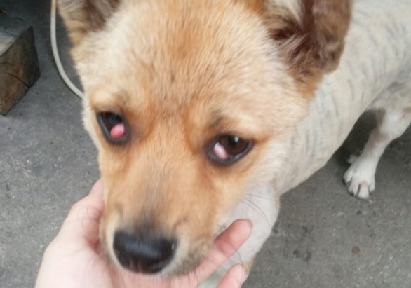 狗眼睛变灰色感觉瞎了