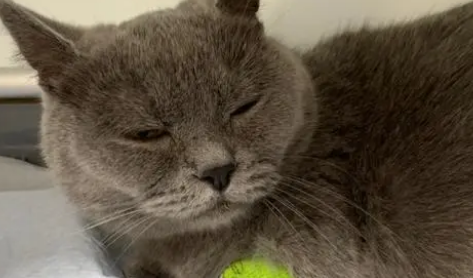 母猫子宫蓄脓症状图片 母猫子宫蓄脓症状图片