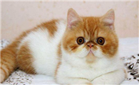 小猫的外貌特征