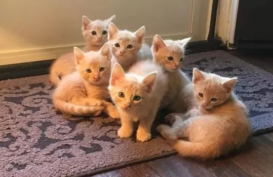 失去母猫的小猫怎么养活
