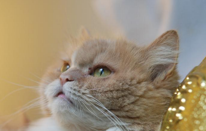 哪些感冒药可以给猫咪吃