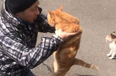 街边发现一只被黏住的橘猫,仔细一看,又好笑又揪心 街边发现一只被黏住的橘猫,仔细一看,又好笑又揪心