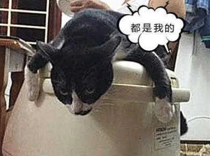 老爸盛饭遇阻,只见猫咪趴电饭煲上,一脸不爽:都是我的! 老爸盛饭遇阻,只见猫咪趴电饭煲上,一脸不爽:都是我的!