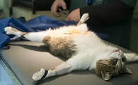 母猫绝育是切哪里