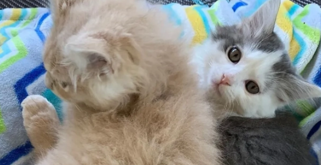小猫被人领回家后,主动爬到狗狗身上睡觉 小猫被人领回家后,主动爬到狗狗身上睡觉
