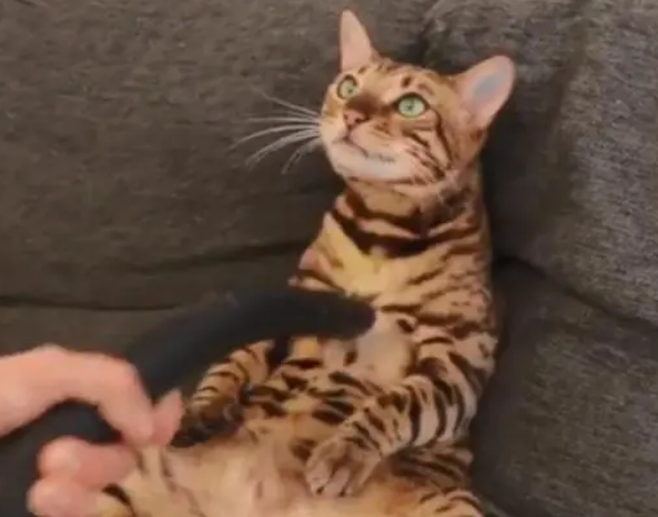 猫咪喜欢被吸尘器“按摩”，主人没了猫咪掉毛烦恼，只是手有点累