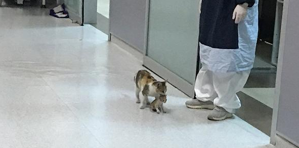 流浪猫妈妈带小猫去医院看病:它生病了,麻烦你们救救它 流浪猫妈妈带小猫去医院看病:它生病了,麻烦你们救救它