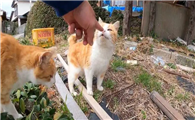 猫一直跟着你什么预兆