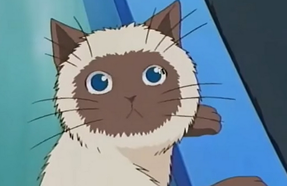 养的猫叫卡鲁宾是谁的猫 养的猫叫卡鲁宾是谁的猫