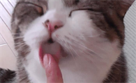 为什么不能让猫舔你