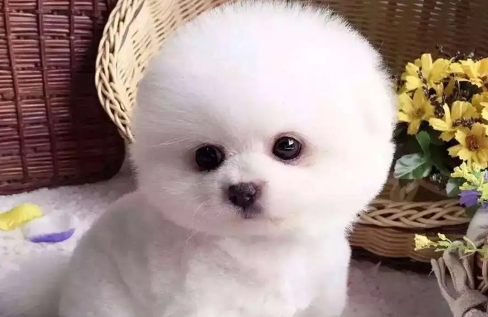 袖珍犬好养活吗