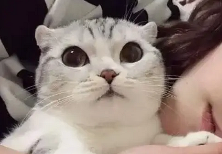 女生发猫咪照片给你说明