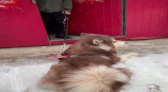 一心想玩雪的阿拉斯加,巧妙地化解了网友的生拉硬扯 一心想玩雪的阿拉斯加,巧妙地化解了网友的生拉硬扯