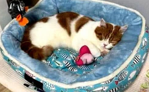 女子把猫窝拿去洗,突然听到橘猫一阵惨叫 女子把猫窝拿去洗,突然听到橘猫一阵惨叫