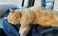 猫坐在车头好不好