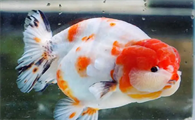泰狮金鱼水温多少合适
